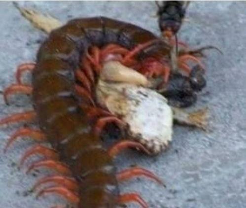 娱乐吃瓜酱的作品鼠体蜈蚣