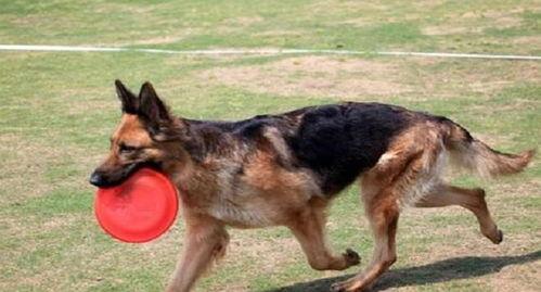 娱乐吃瓜酱德牧,吃瓜酱带你领略德牧界的欢乐盛宴